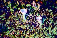 Cladonia chlorophaea image