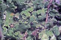 Cladonia coniocraea image