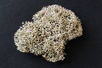 Cladonia rangiferina image