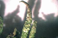 Cladonia coniocraea image