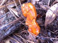 Ganoderma lucidum image