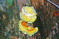 Laetiporus sulphureus image