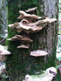 Trametes versicolor image