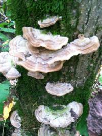 Trametes versicolor image