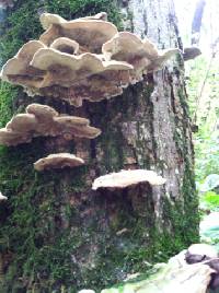 Trametes versicolor image