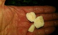 Leucocoprinus birnbaumii image