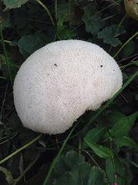 Hericium erinaceus image