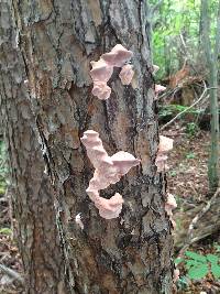 Image of Fomitopsis cajanderi