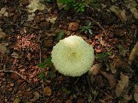 Leucocoprinus birnbaumii image