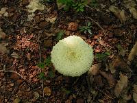 Leucocoprinus birnbaumii image