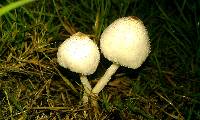 Leucocoprinus birnbaumii image