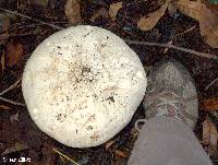 Calvatia gigantea image