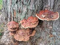 Ganoderma lucidum image