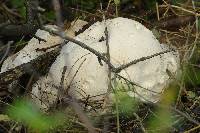 Calvatia gigantea image