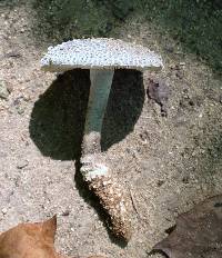 Amanita onusta image