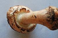 Chlorophyllum rhacodes image