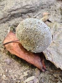 Amanita onusta image