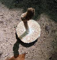 Amanita onusta image