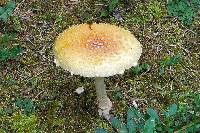 Amanita muscaria image