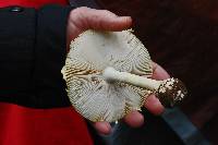 Amanita muscaria image