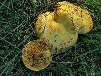 Suillus americanus image