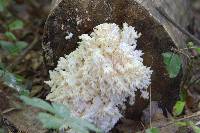 Hericium coralloides image