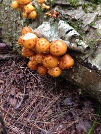 Pholiota aurivella image