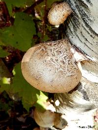 Fomitopsis betulina image