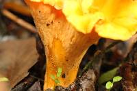 Cantharellus lateritius image