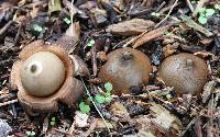 Geastrum saccatum image