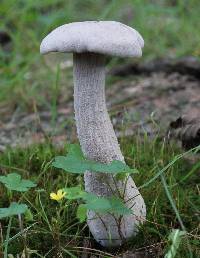 Laccaria ochropurpurea image