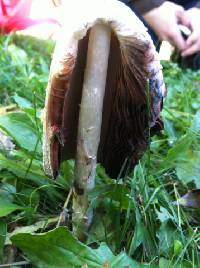 Coprinus comatus image