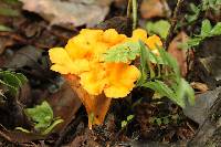 Cantharellus lateritius image