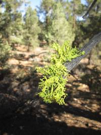 Letharia columbiana image