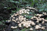 Lycoperdon pyriforme image