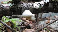 Fomitopsis betulina image