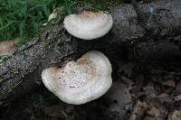 Fomitopsis betulina image