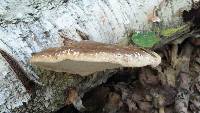 Ganoderma applanatum image