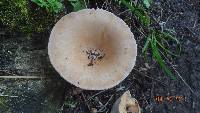 Clitocybe gibba image