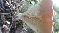 Clitocybe gibba image