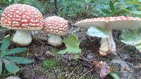 Amanita muscaria image