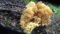 Ramaria rasilispora image