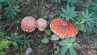 Amanita muscaria image