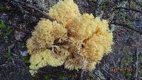 Image of Ramaria rasilispora