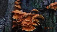 Laetiporus conifericola image