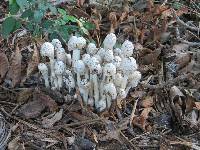 Coprinus comatus image