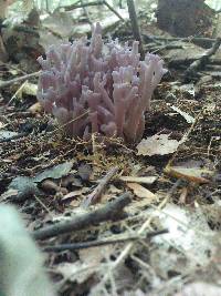 Clavaria zollingeri image