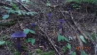 Laccaria amethystina image