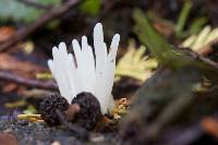 Clavaria fragilis image