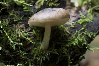 Pluteus cervinus image